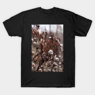 Isopogon T-Shirt